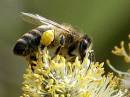 Число видов пчел превысило число видов зверей и птиц